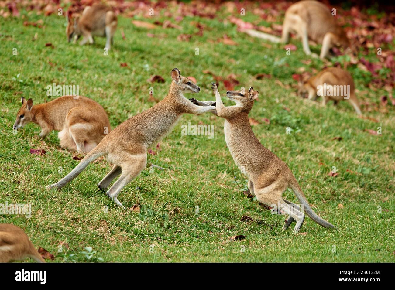 agile wallaby, sandy wallaby (Macropus agilis, Wallabia agilis), fighting, Australia, Queensland Stock Photo