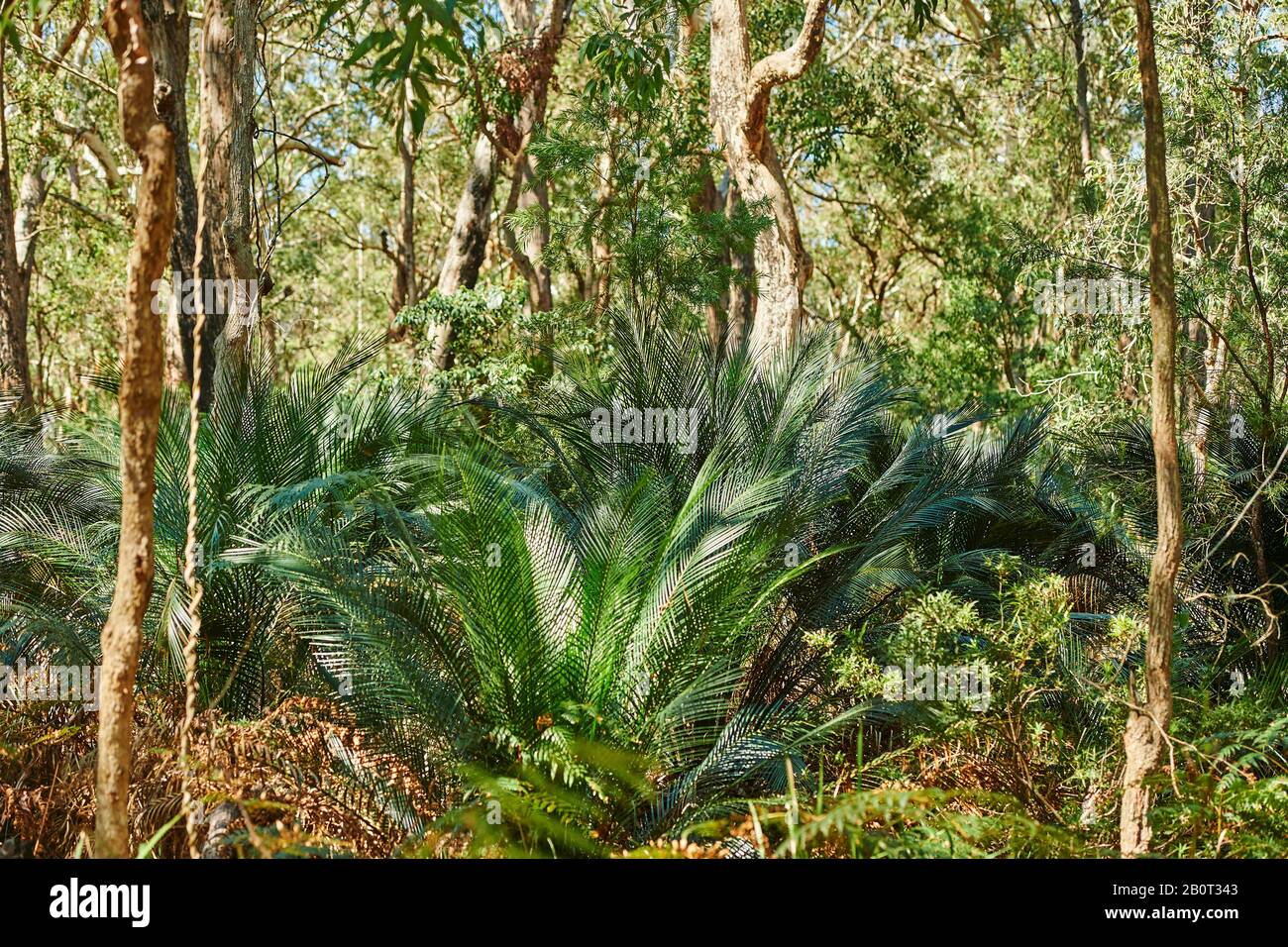 palm fern (Macrozamia macdonnellii), in a forest, Australia, New South Wales Stock Photo