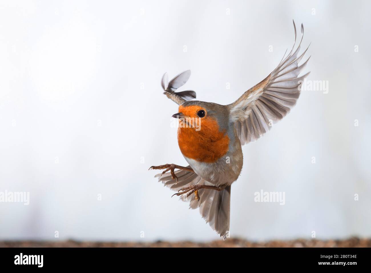 European robin (Erithacus rubecula), flying, Germany Stock Photo