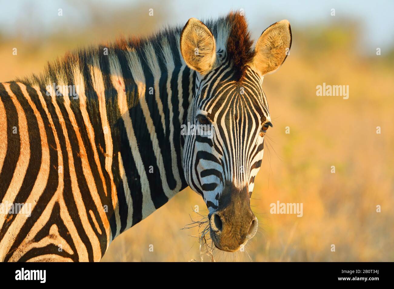 Common Zebra (Equus quagga), portrait, South Africa, Krueger National Park Stock Photo
