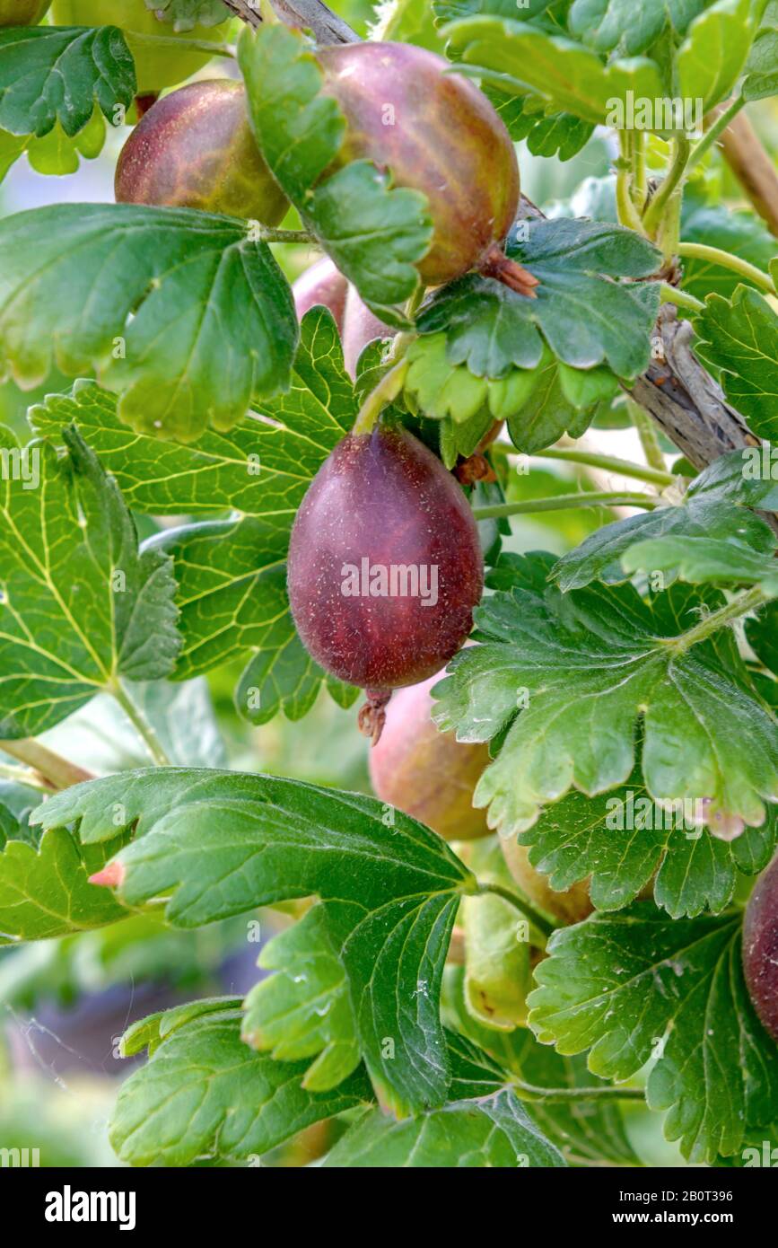 wild gooseberry, European gooseberry (Ribes uva-crispa 'Relina', Ribes uva-crispa Relina), cultivar Relina Stock Photo