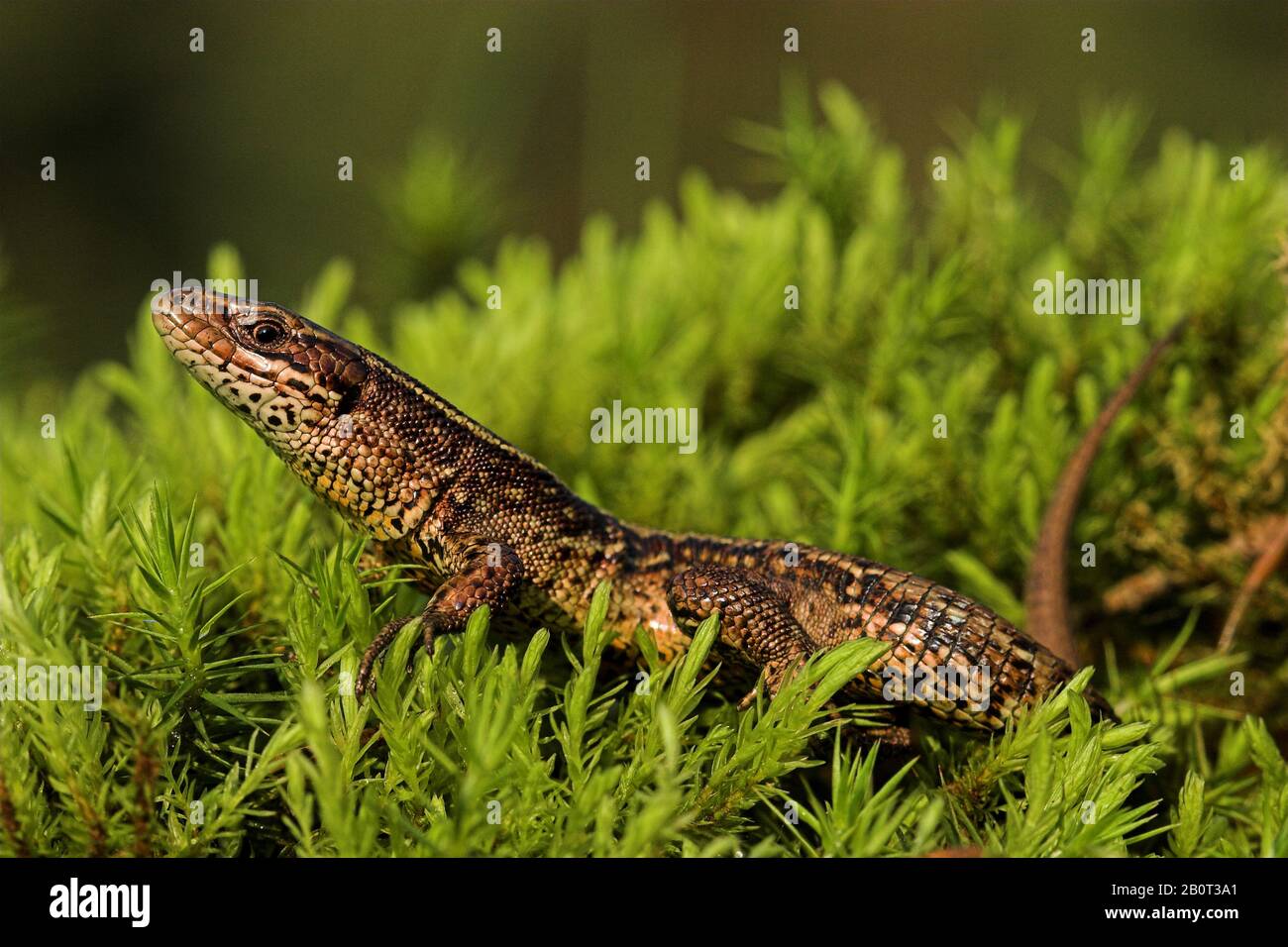 viviparous lizard, European common lizard (Lacerta vivipara, Zootoca vivipara), in moss, Poland Stock Photo