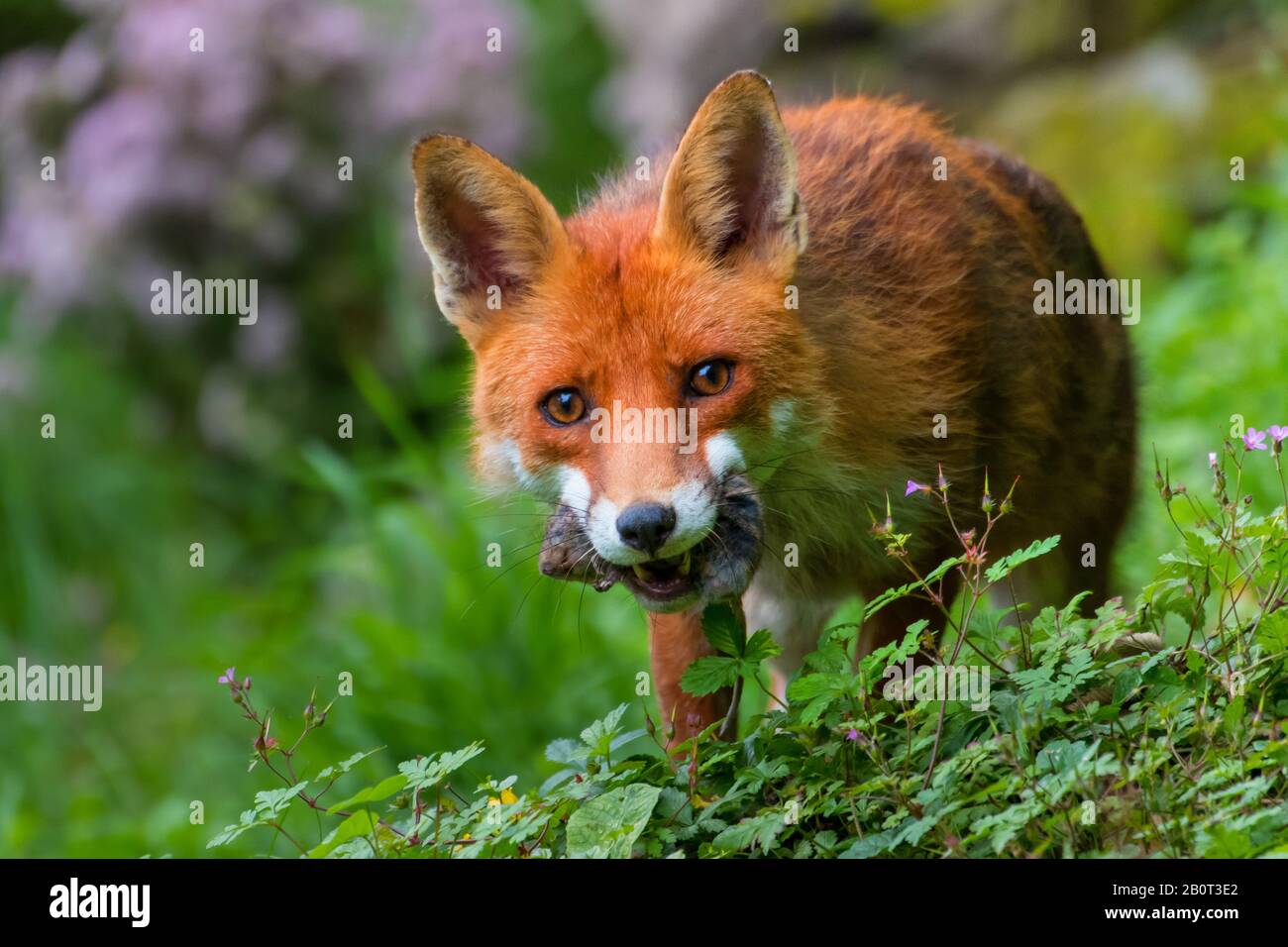 Zorro Rojo De Youwall 12.411 Zorro Rojo Stock Photos, High Res
