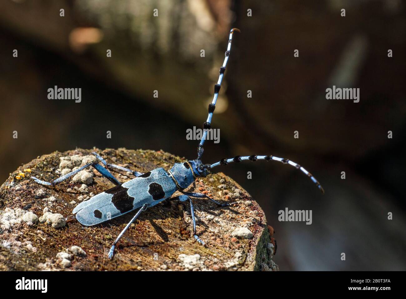 Rosalia longicorn (Rosalia alpina), at beech wood, Germany, Baden-Wuerttemberg Stock Photo