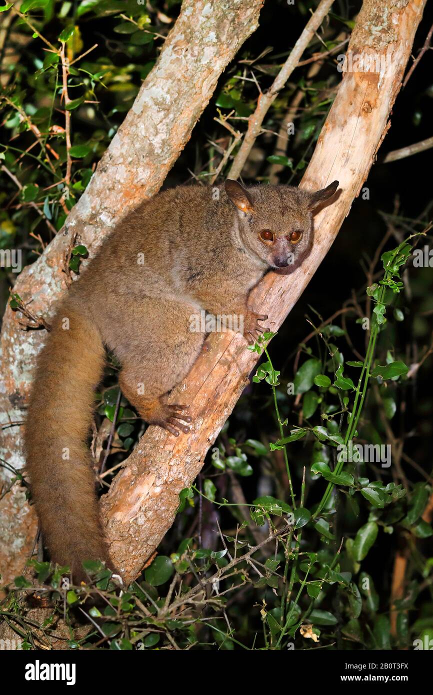 greater bush baby, greater galago, thick-tailed bush baby (Otolemur crassicaudatus, Galago crassicaudatus), sitting on a tree in the night, side view, South Africa, KwaZulu-Natal, Mkhuze Game Reserve Stock Photo