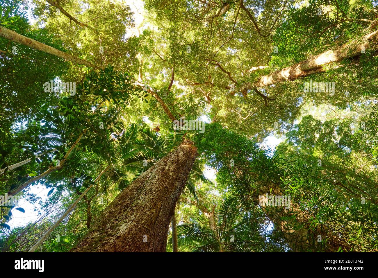 view to the canopy of a tropical rainforest, Australia, Queensland, Mary Cairncross Scenic Reserve Stock Photo