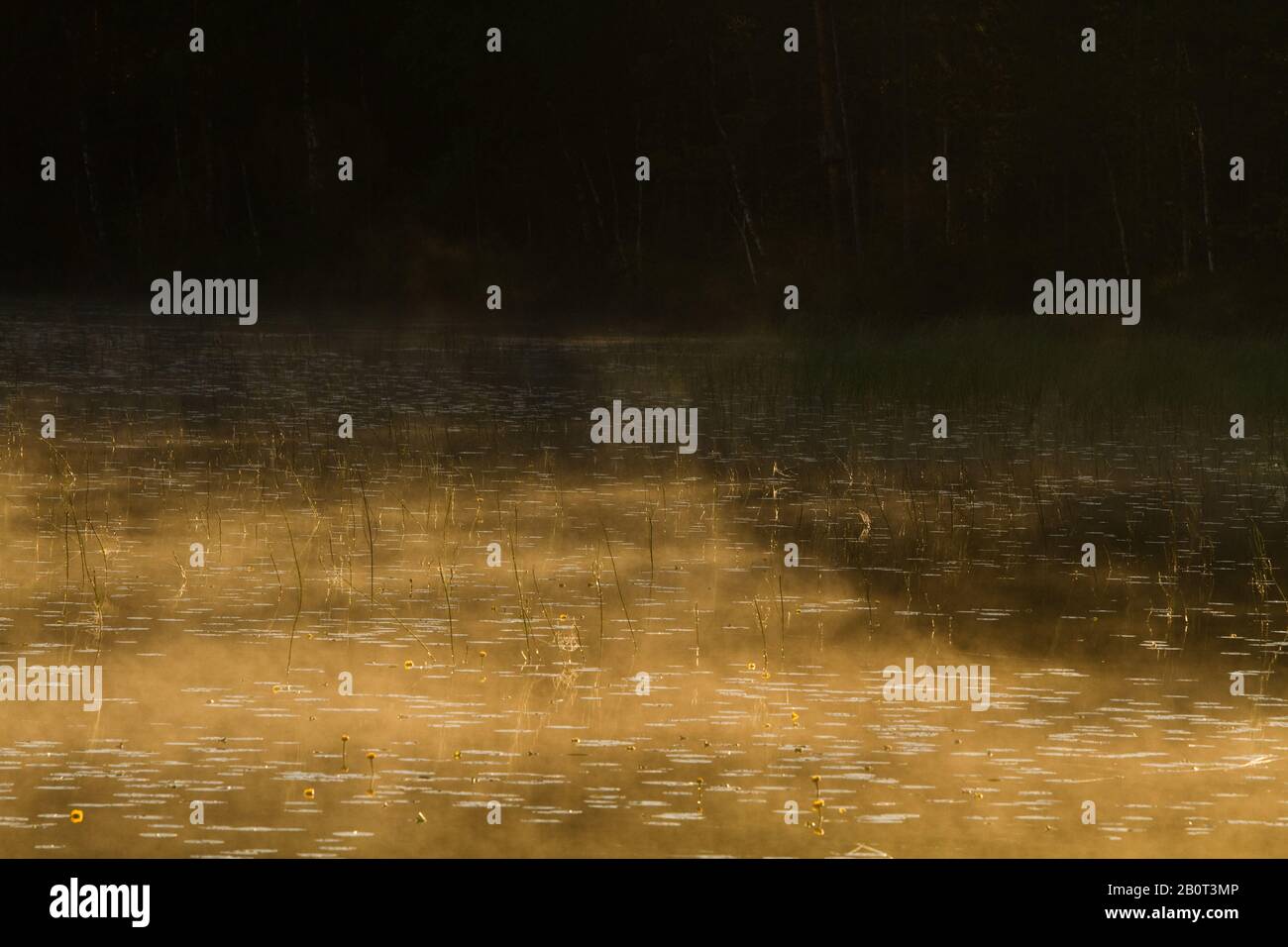 Taiga lake in Finland, Finland Stock Photo - Alamy