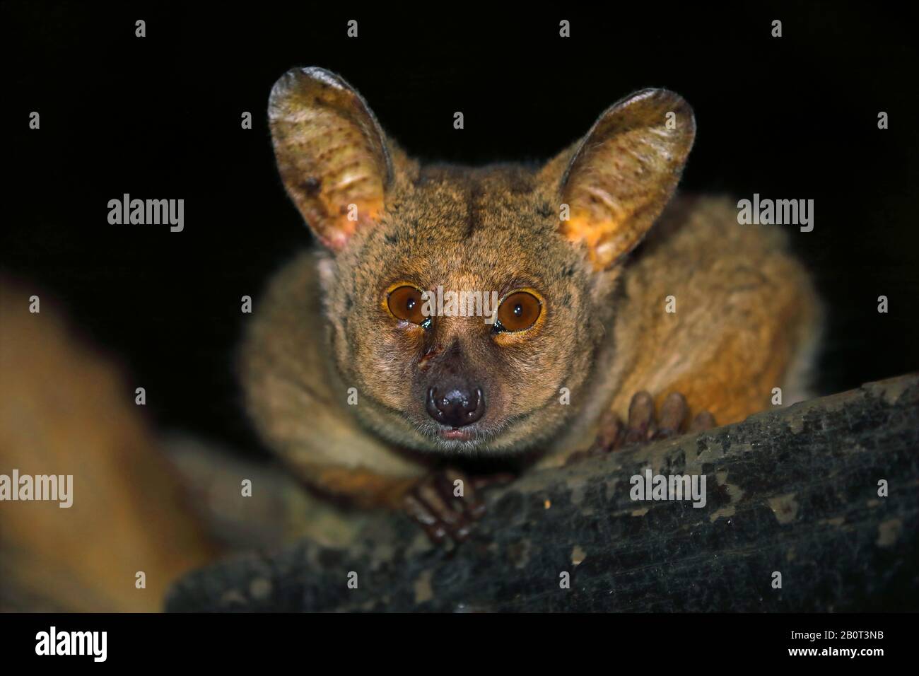 greater bush baby, greater galago, thick-tailed bush baby (Otolemur crassicaudatus, Galago crassicaudatus), portrait in the darkness, front view, South Africa, KwaZulu-Natal, Mkhuze Game Reserve Stock Photo