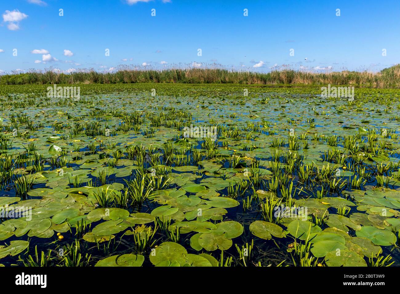 excursion with a boat on the Danube delta, Romania, Danube Delta Stock Photo