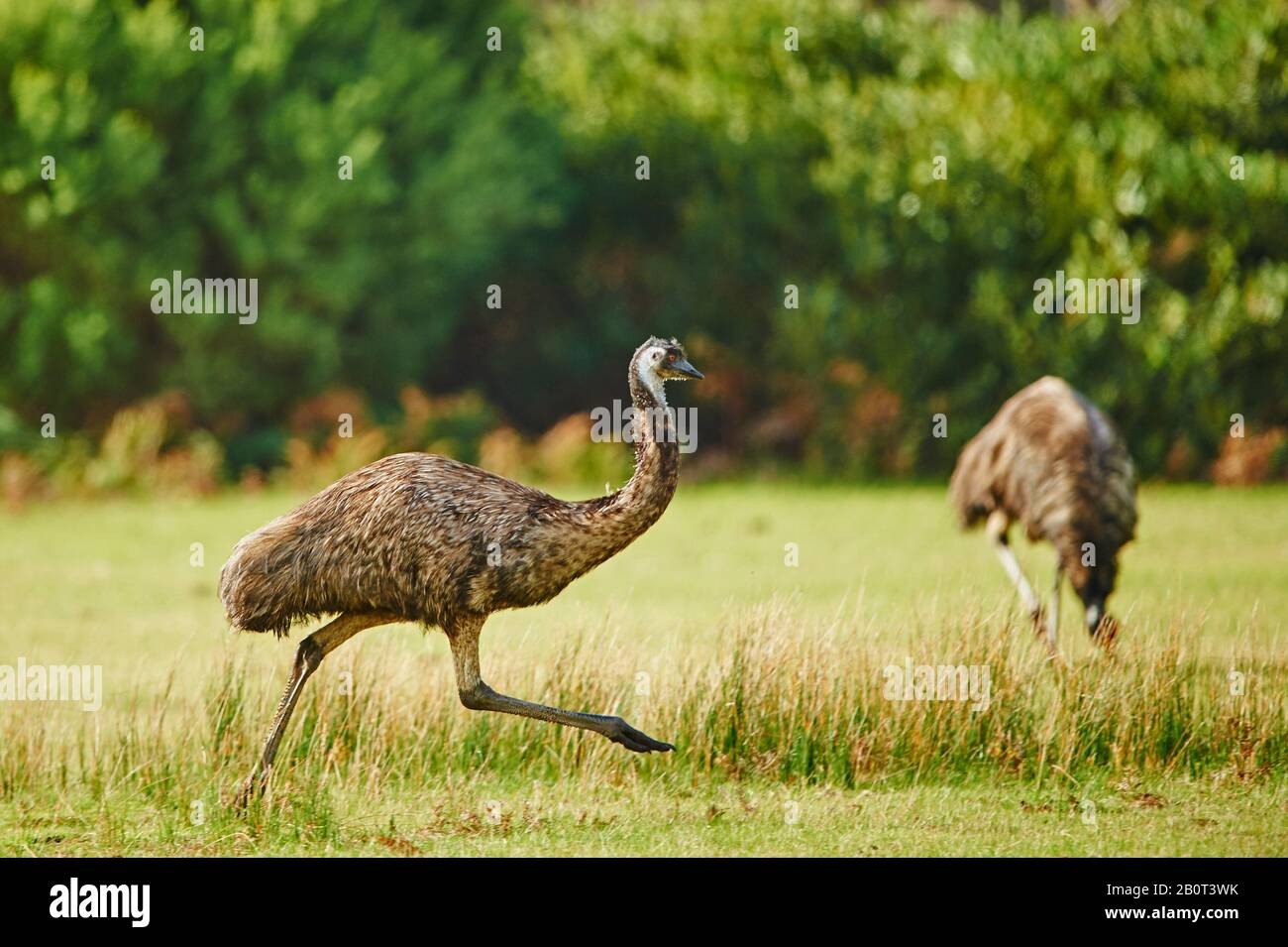 emu (Dromaius novaehollandiae), two Emus in a meadow, Australia, Wilsons Promontory National Park Stock Photo