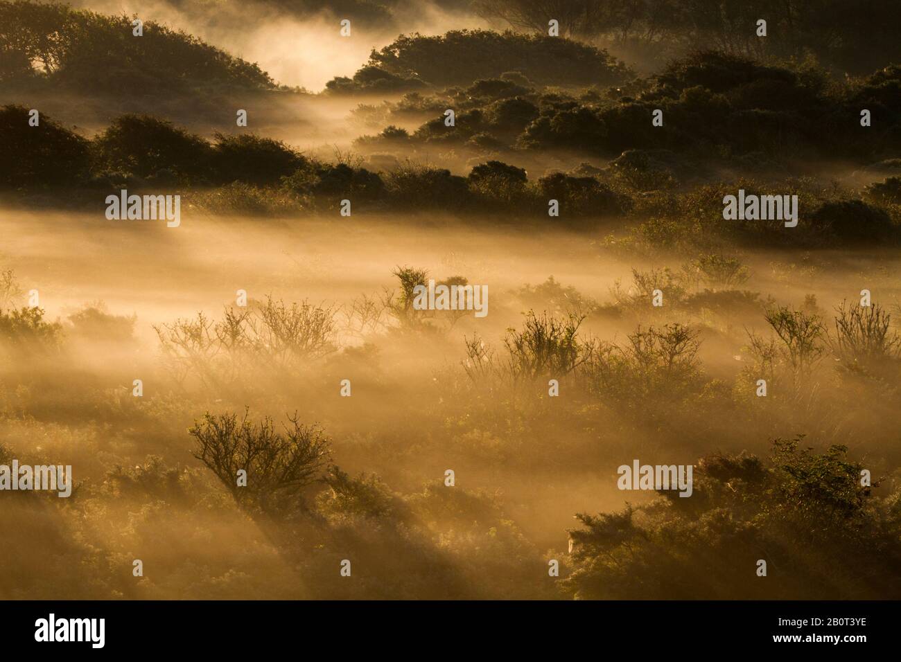 Berkheide, misty dunes at sunrise, Netherlands, South Holland, Berkheide Stock Photo
