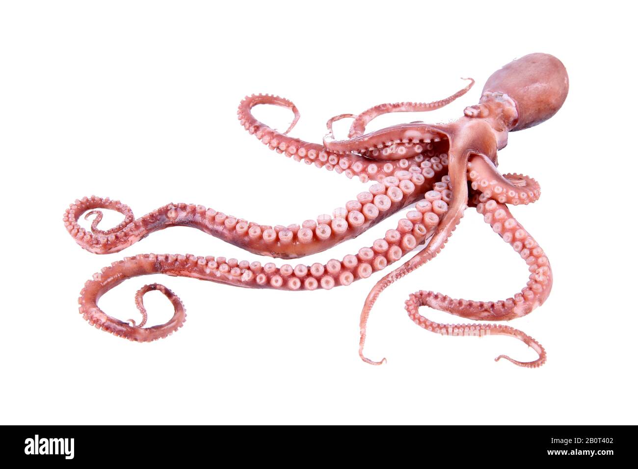 Octopus tentacles close up Cut Out Stock Images & Pictures - Alamy