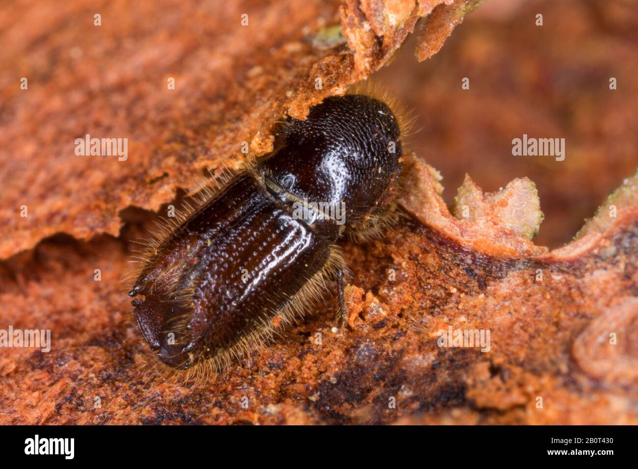 Spruce bark beetle, European Spruce Bark Beetle, Engraver beetle, Common European engraver (Ips typographus), on wood, Germany Stock Photo