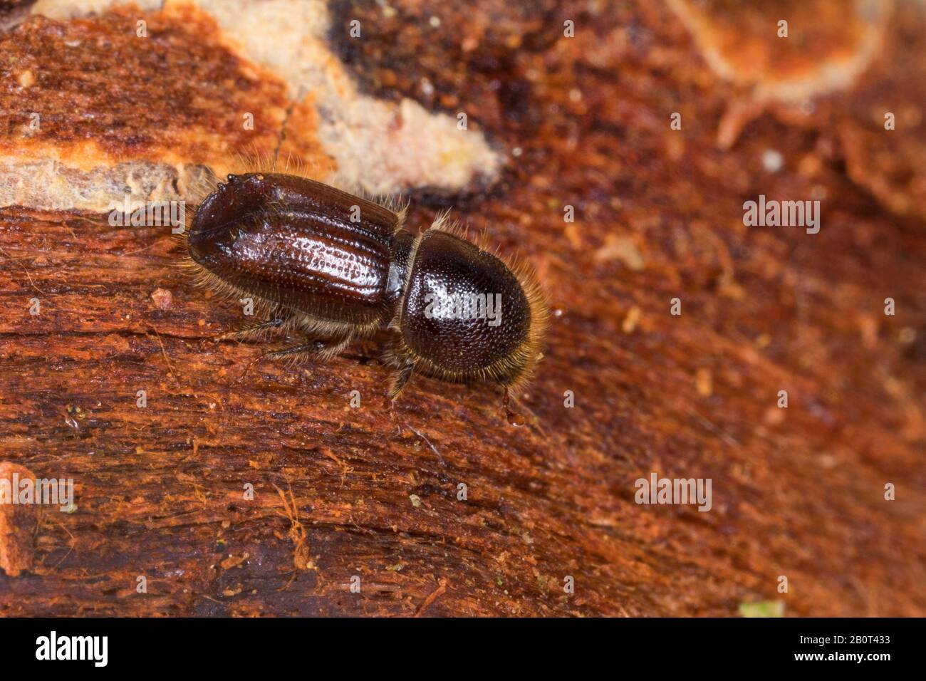 Spruce Wood Engraver High Resolution Stock Photography and Images - Alamy