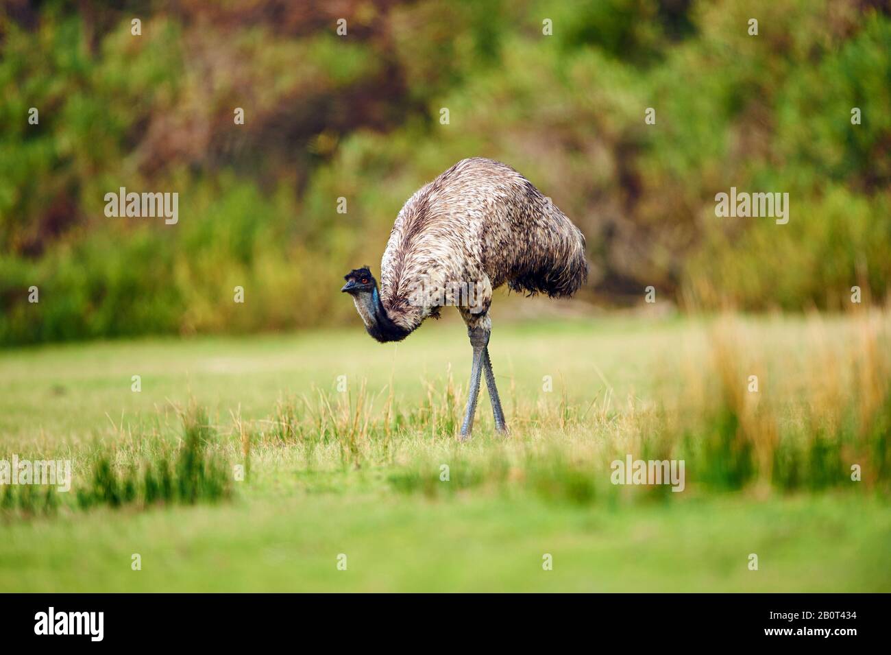 emu (Dromaius novaehollandiae), on the feed, Australia, Wilsons Promontory National Park Stock Photo