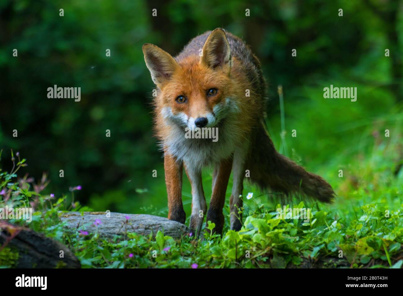 red fox (Vulpes vulpes), on the feed in forest, Switzerland, Sankt Gallen Stock Photo