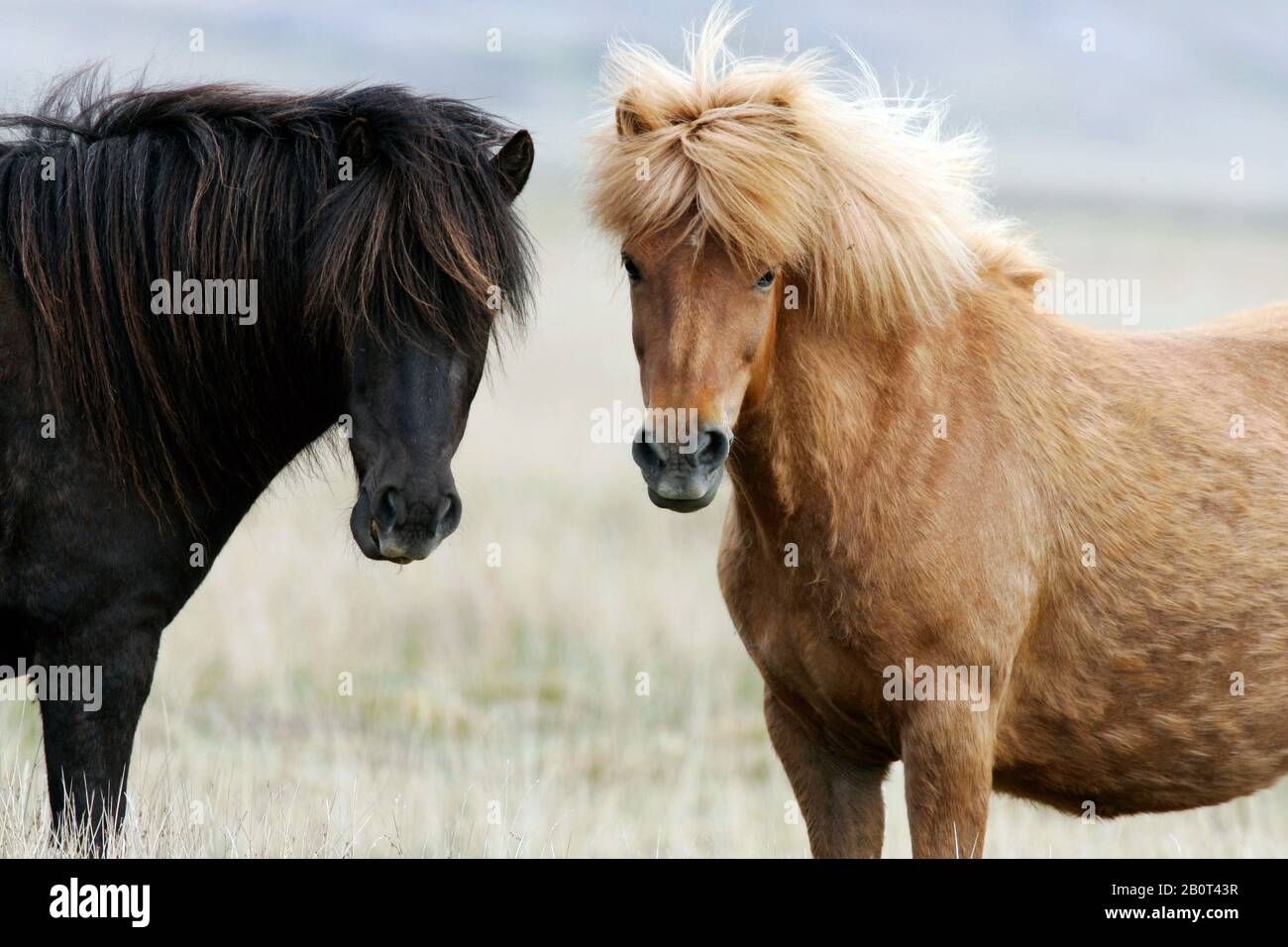 Islandic horse, Icelandic horse, Iceland pony (Equus przewalskii f