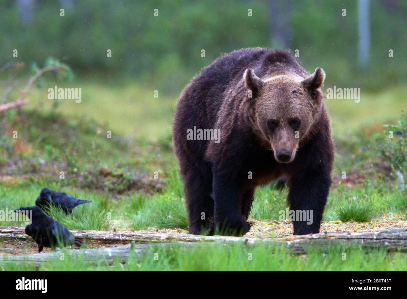 European brown bear (Ursus arctos arctos), standing in a forest ...