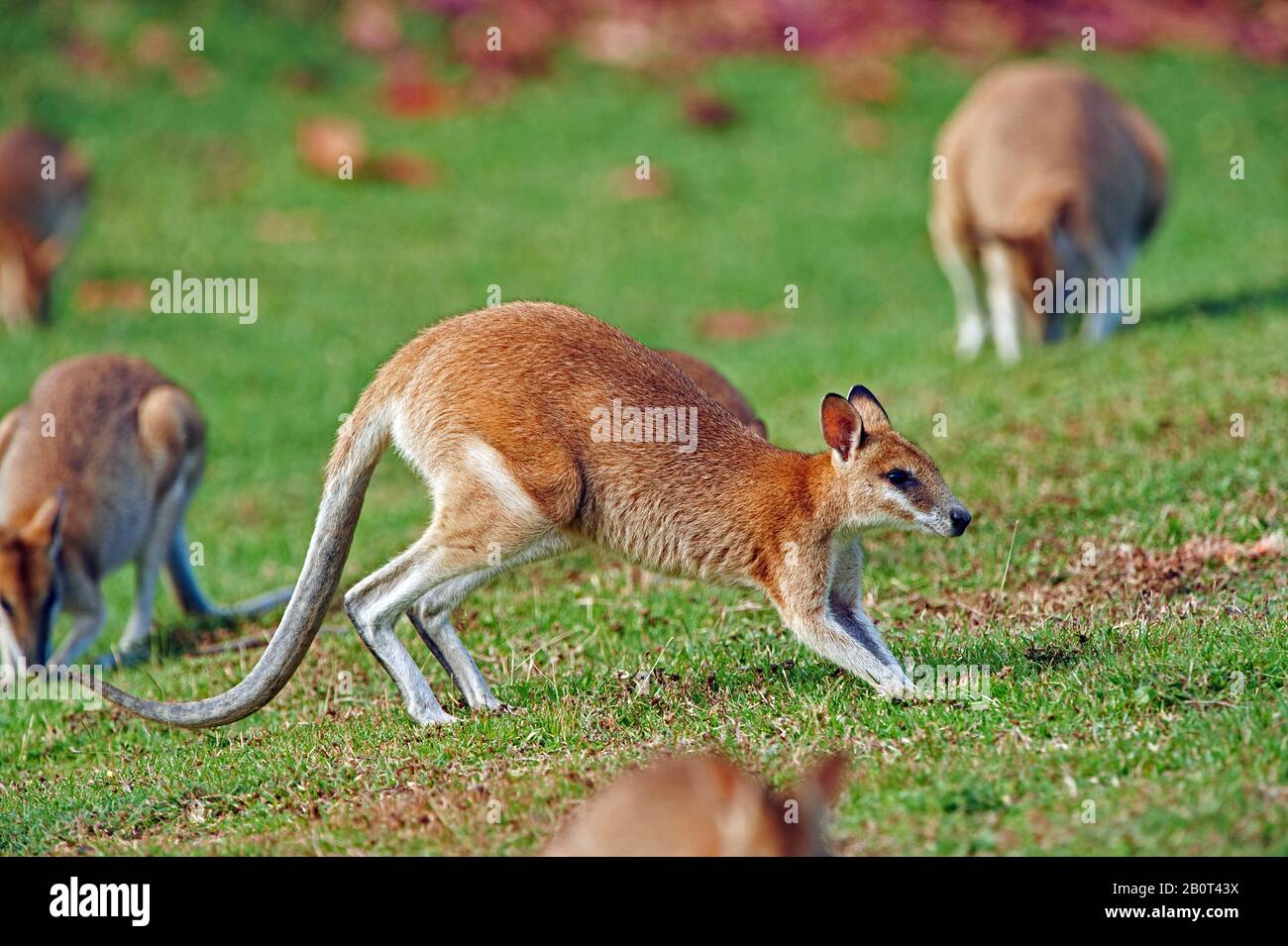 agile wallaby, sandy wallaby (Macropus agilis, Wallabia agilis), group grazing, Australia, Queensland Stock Photo