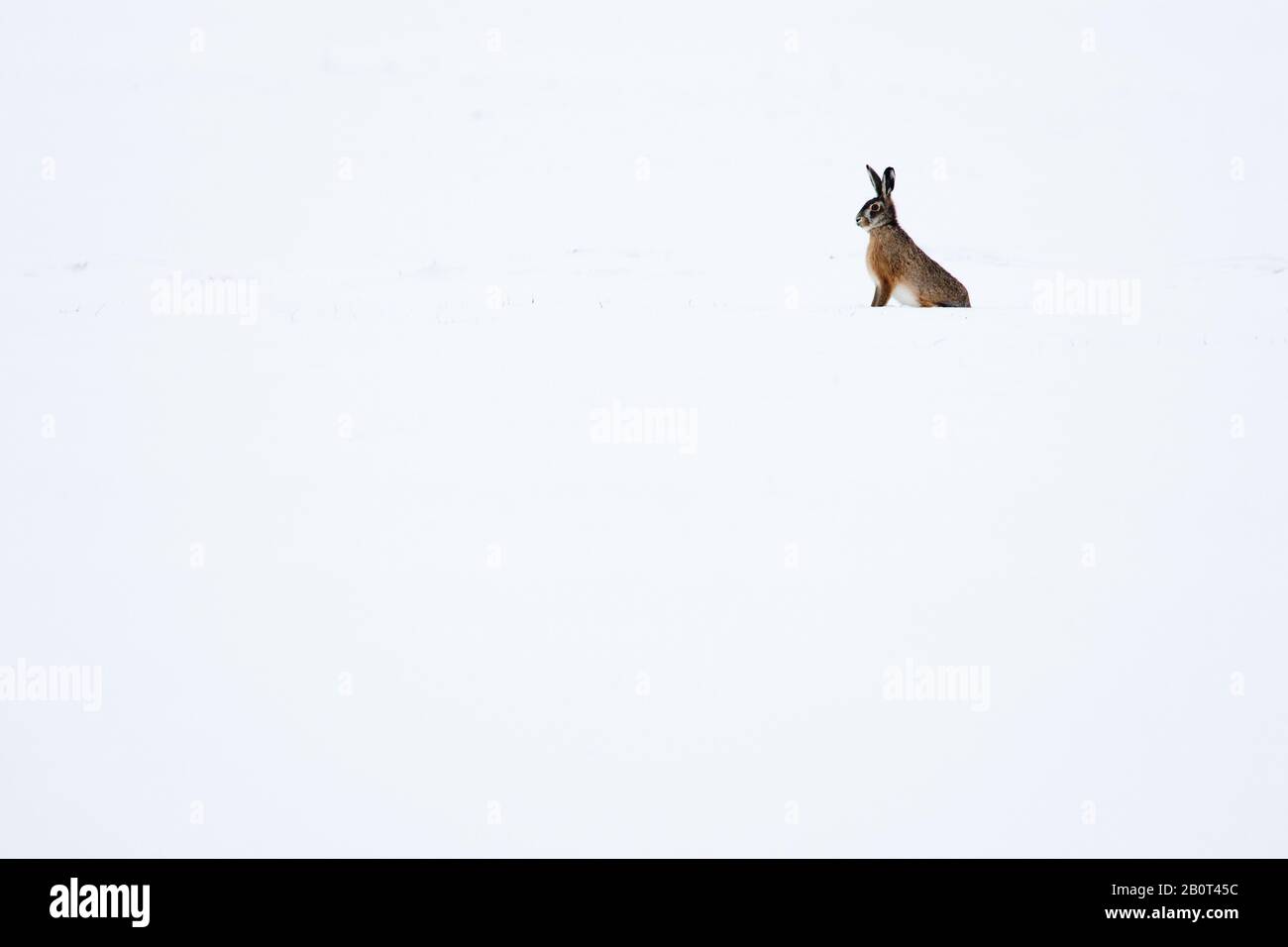 European hare, Brown hare (Lepus europaeus), sit in snowy landscape, Netherlands Stock Photo