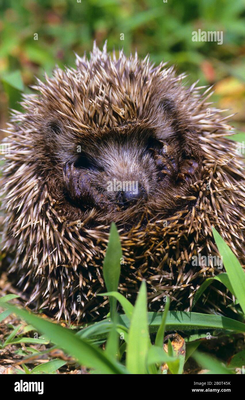 Northern White-breasted Hedgehog, East European Hedgehog, White-bellied Hedgehog, White-chested Hedgehog (Erinaceus roumanicus), coiled, front view Stock Photo