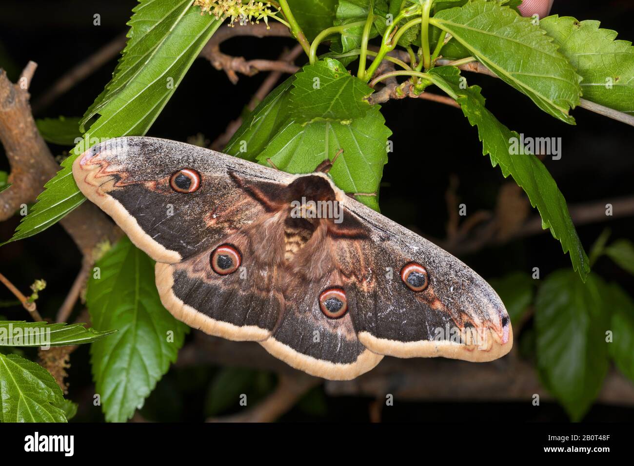 Large Emperor Moth, Giant Peacock Moth, Great Peacock Moth, Giant Emperor Moth, Viennese Emperor (Saturnia pyri), male, Germany Stock Photo