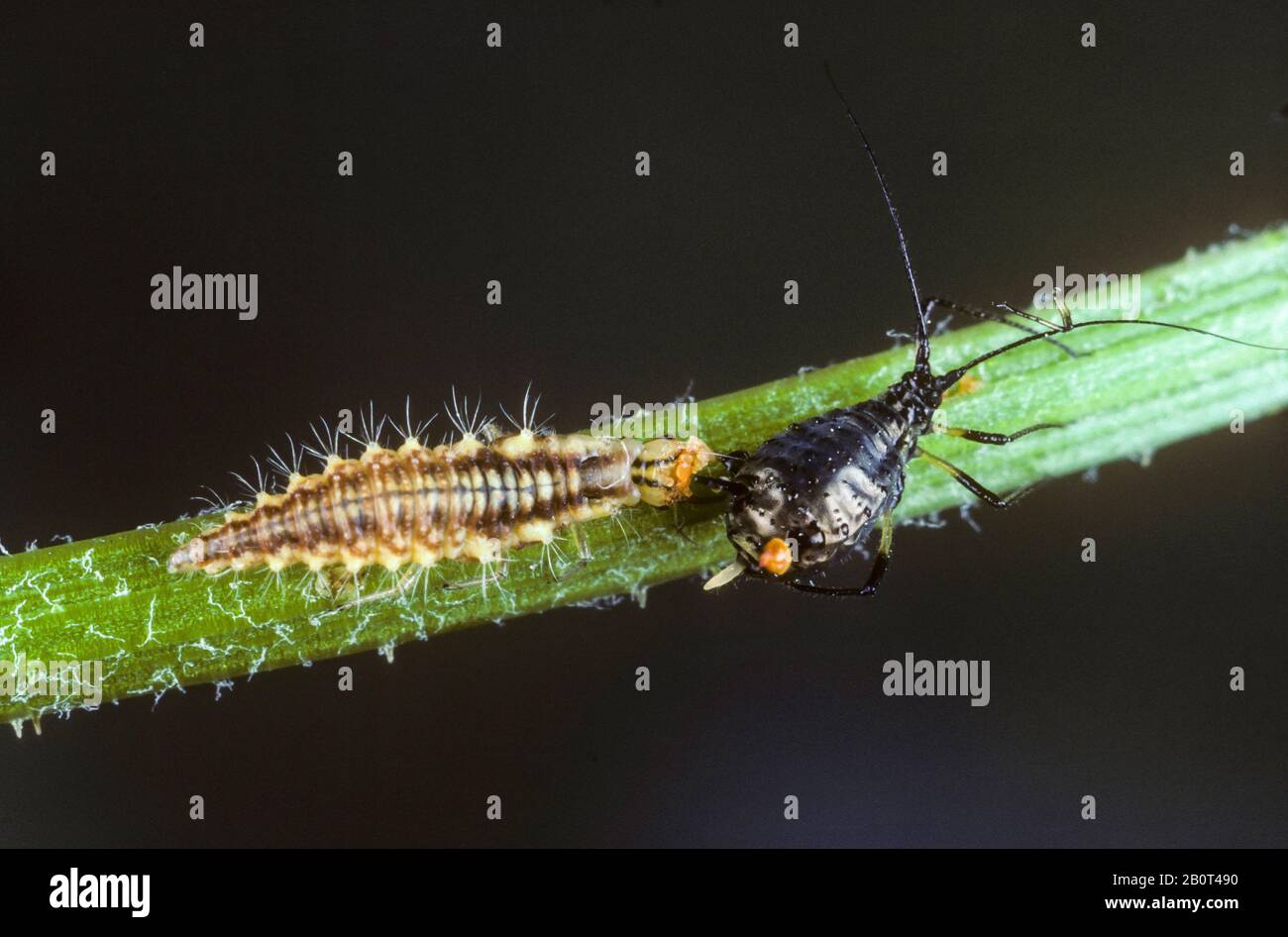 Green lacewings, Green lace-wings (Chrysoperla carnea, Chrysopa carnea, Anisochrysa carnea), larva catches greefly, biological pest control, Germany Stock Photo