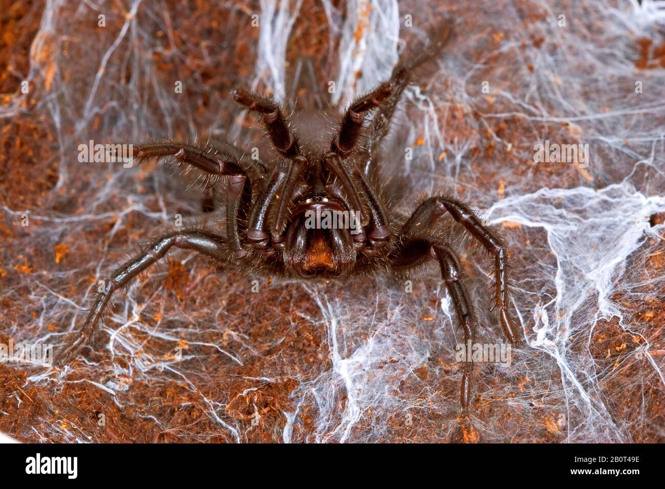 mygalomorph spider (Macrothele calpeiana), in its web Stock Photo - Alamy