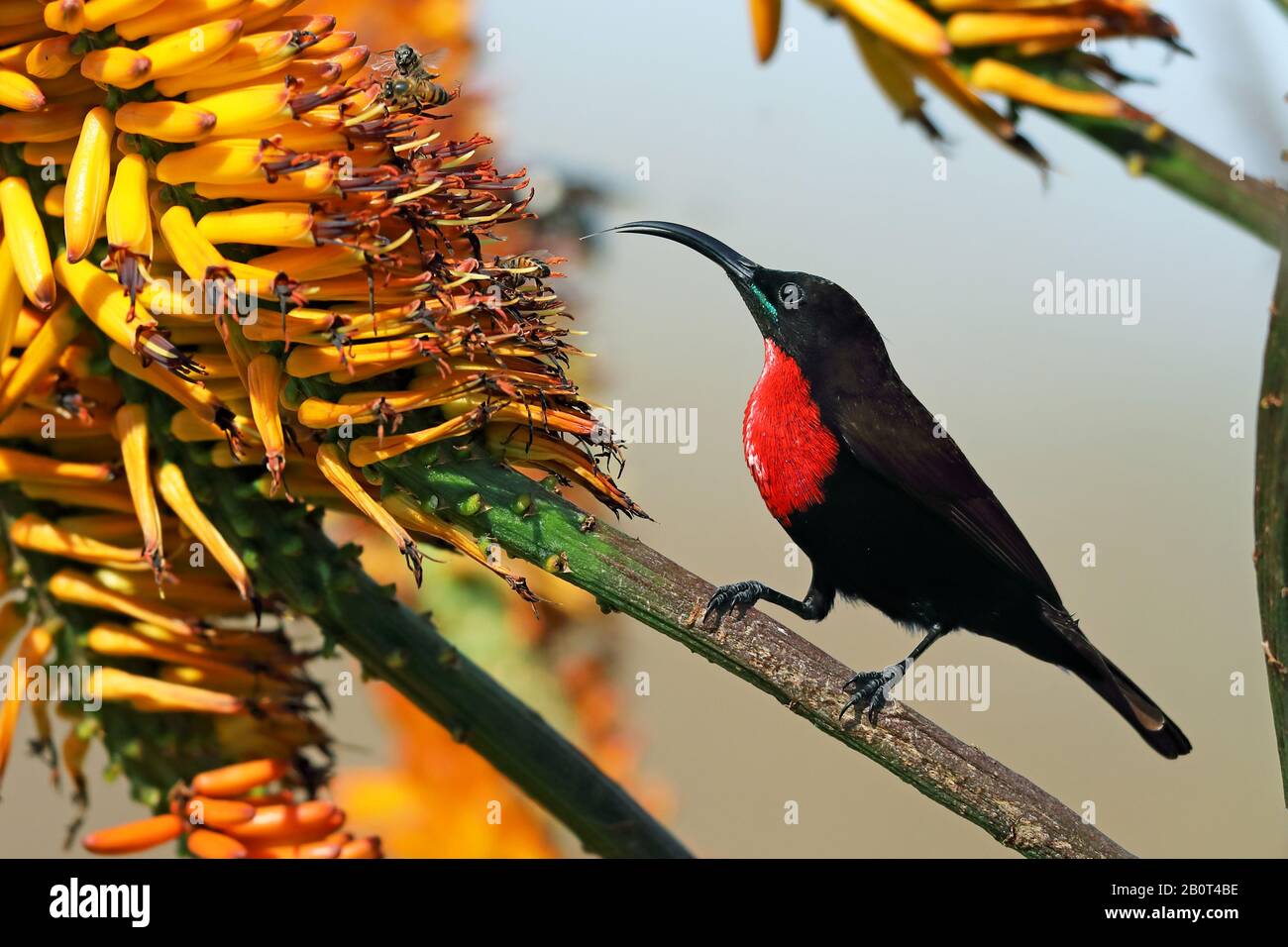 Scarlet-chested sunbird (Nectarinia senegalensis, Chalcomitra senegalensis), male searching for food in Aloe flowers, South Africa, Krueger National Park, Skukuza Stock Photo