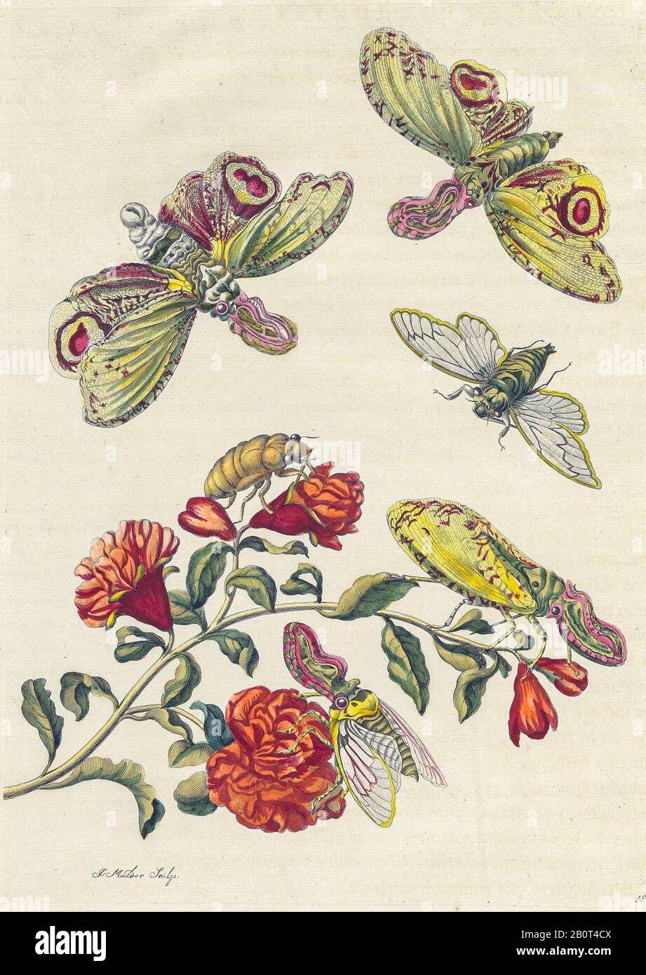 Plant and butterfly from Metamorphosis insectorum Surinamensium (Surinam insects) a hand coloured 18th century Book by Maria Sibylla Merian published Stock Photo