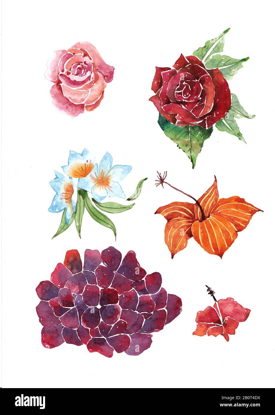 Set of flowers and leaves drawing and painting by water color Stock