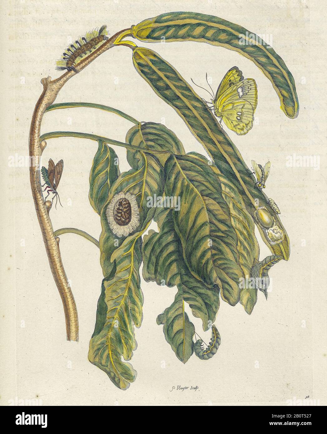 Maria Sibylla Merian Caterpillars Hi res Stock Photography And Images maria-sibylla-merian-caterpillars-hi-res-stock-photography-and-images