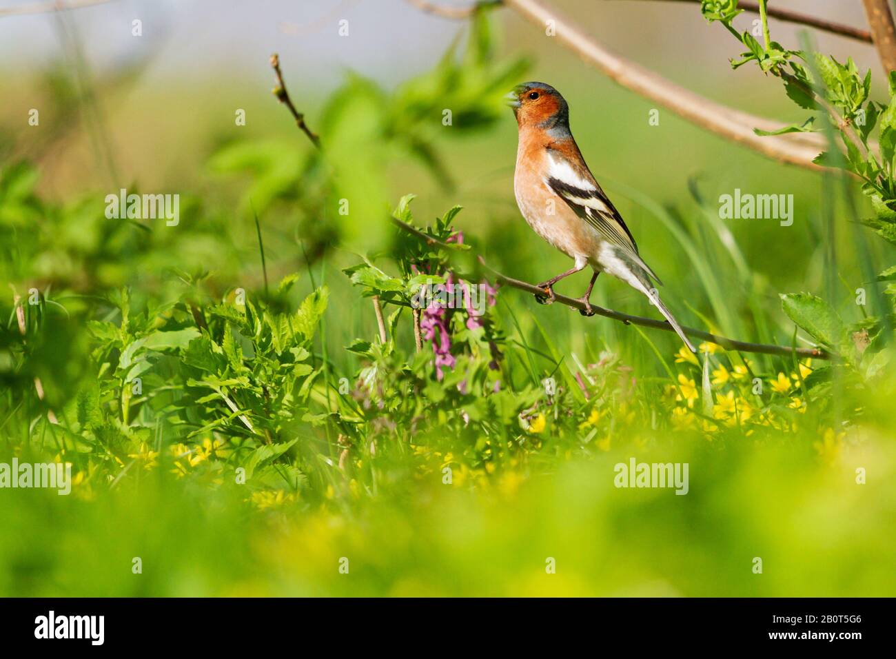 finch among spring flowers and green grass Stock Photo - Alamy