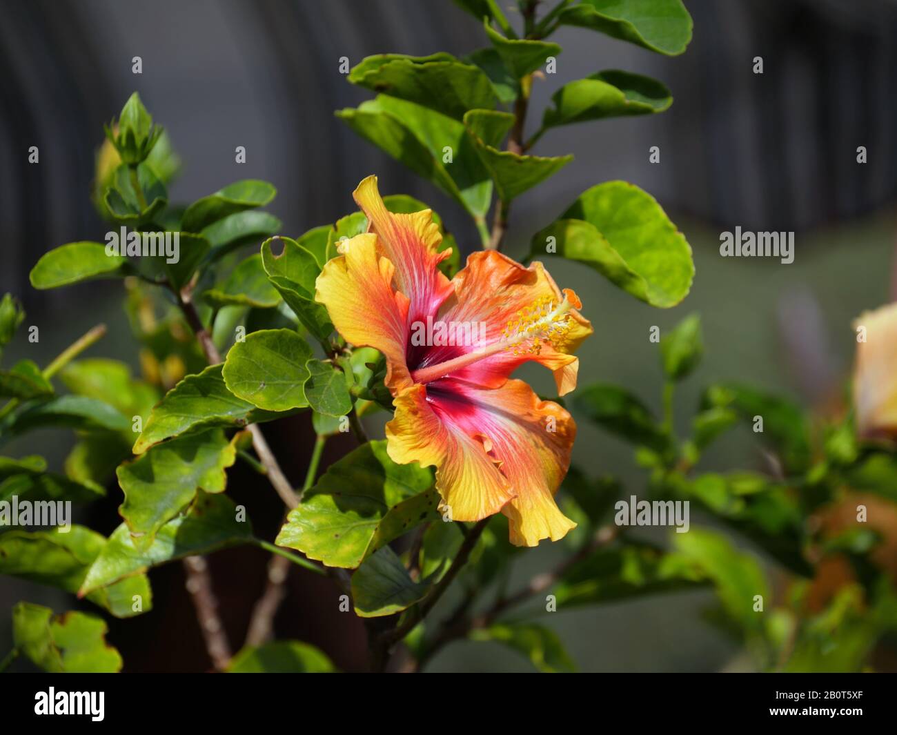 Yellow orange hibiscus flower, also known as gumamela in the