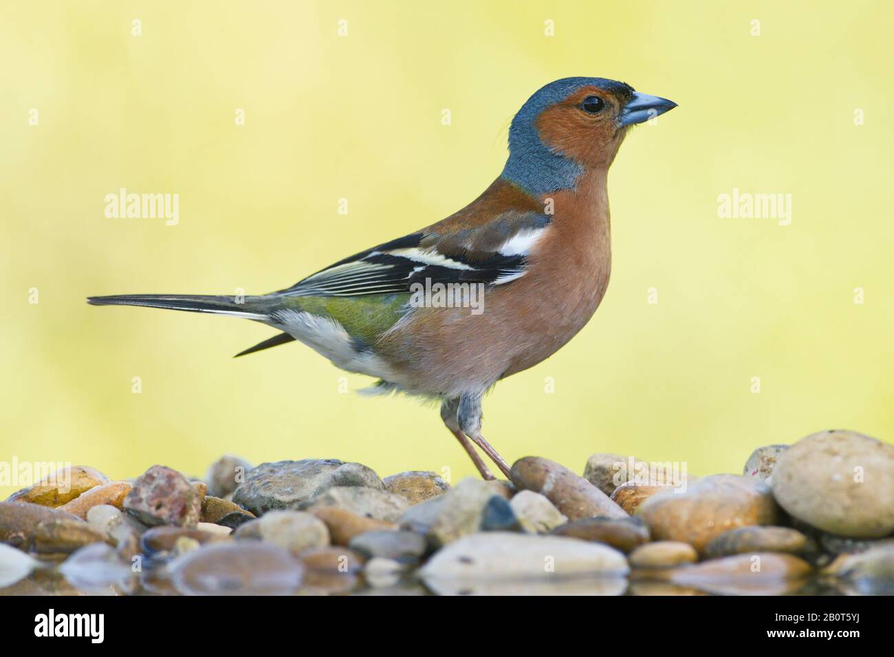 Jun. 27, 2018; Larrabetzu, Bizkaia (Basque Country). Male common chaffinch (Fringilla coelebs) near the water with a beautiful background full of unfo Stock Photo