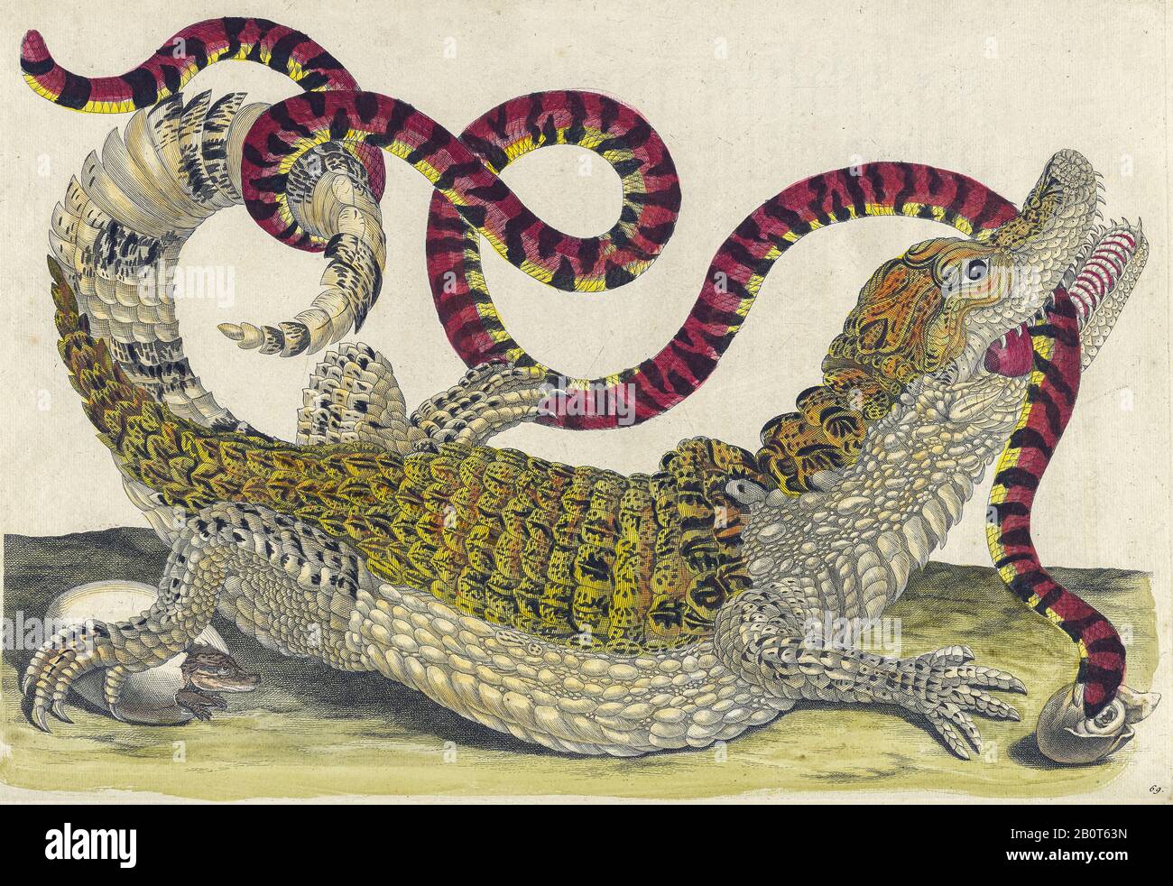 Common caiman and South American false coral snake, from Metamorphosis insectorum Surinamensium (Surinam insects) a hand coloured 18th century Book by Stock Photo