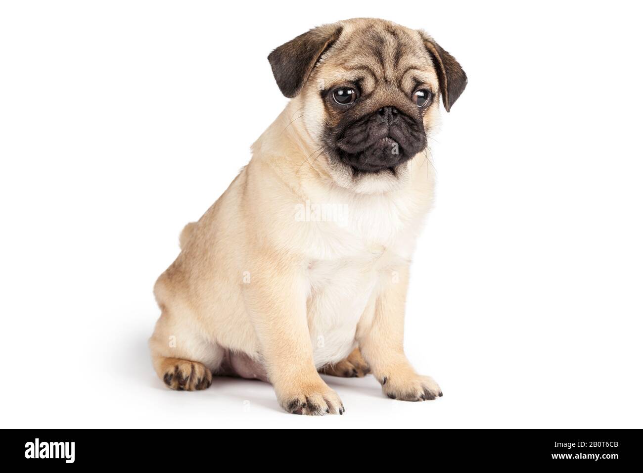 Pug dog isolated on a white background Stock Photo - Alamy