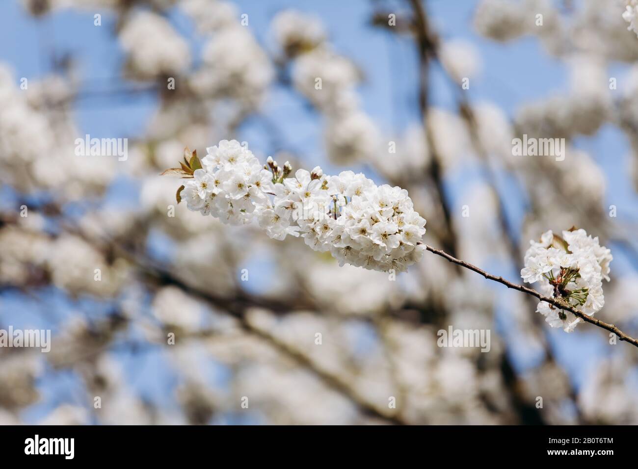 Branches of a flowering Apple tree. Blooming Apple tree in the white garden Stock Photo Alamy