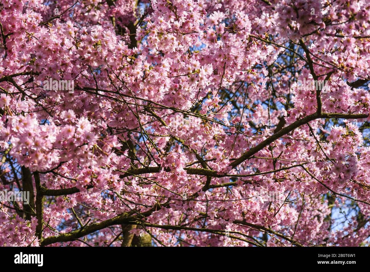 Cherry blossom arch way hi-res stock photography and images - Alamy