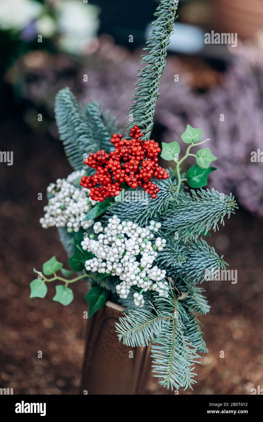 Ornamental plant grown in pot with needles and red and white berries Stock Photo