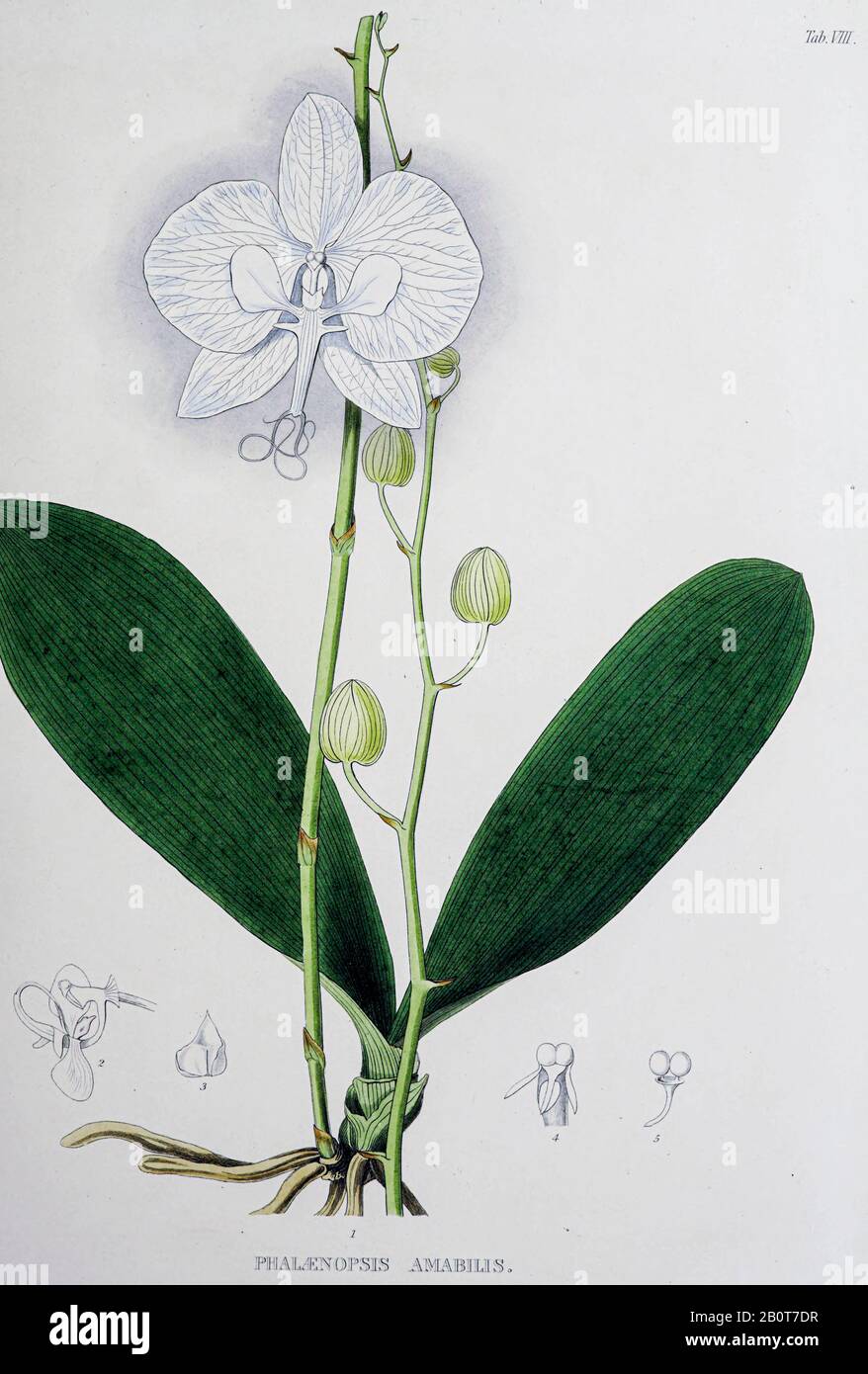 Phalaenopsis amabilis, commonly known as the moon orchid or moth orchid from the 19th century manuscript 'Plantae Javanicae rariores, descriptae iconibusque illustratae, quas in insula Java, annis 1802-1818' (Java Plants, Description of plants on the island of Java) by Horsfield, Thomas, 1773-1859 Published in Latin in London in 1838 Stock Photo