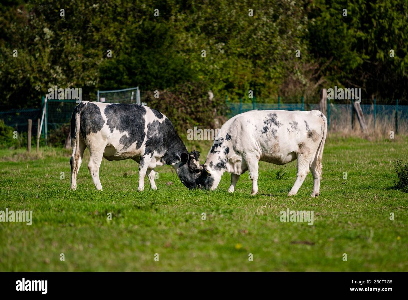 cows in a grassy field on a bright and sunny day Stock Photo - Alamy