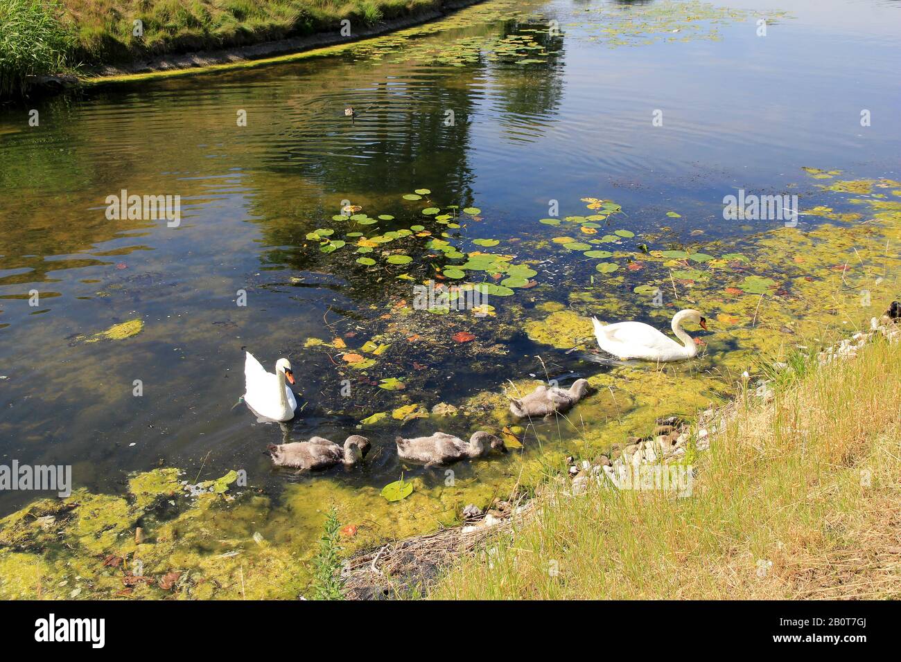 copenhagen-denmark-swan-bird-hi-res-stock-photography-and-images-alamy