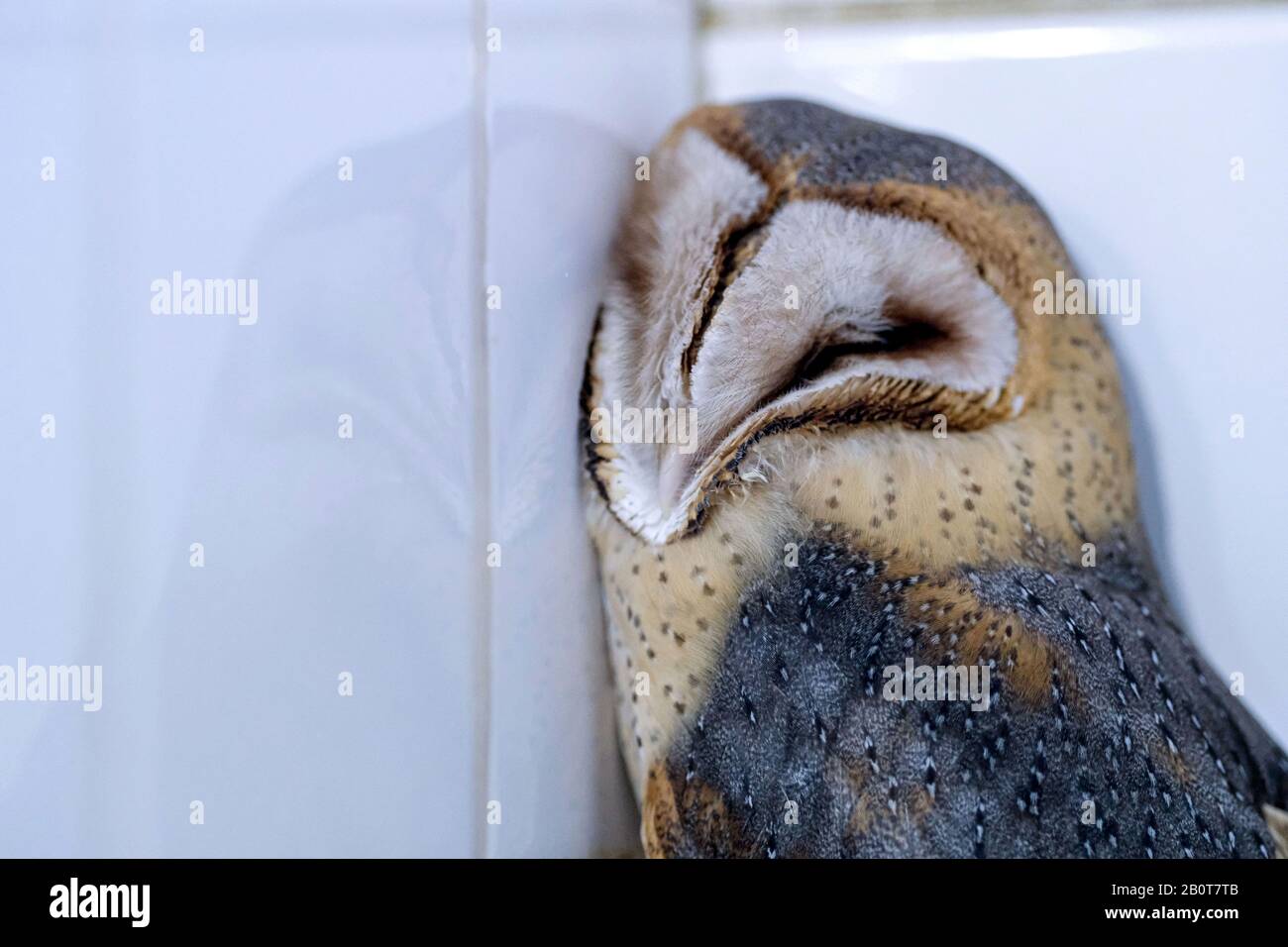 Leiferde, Germany. 21st Feb, 2020. A barn owl is nurtured in the Nabu Conservation Centre. Passers-by found the bird malnourished. The Nabu Conservation Centre presents the annual balance sheet for 2019. Credit: Peter Steffen/dpa/Alamy Live News Stock Photo