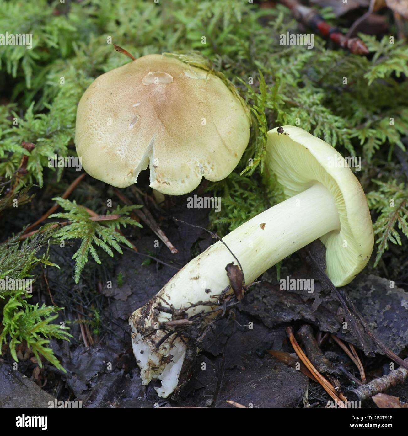 Tricholoma frondosae (Tricholoma equestre var. populinum), known as man on horseback or yellow knight, wild mushrooms from Finland Stock Photo