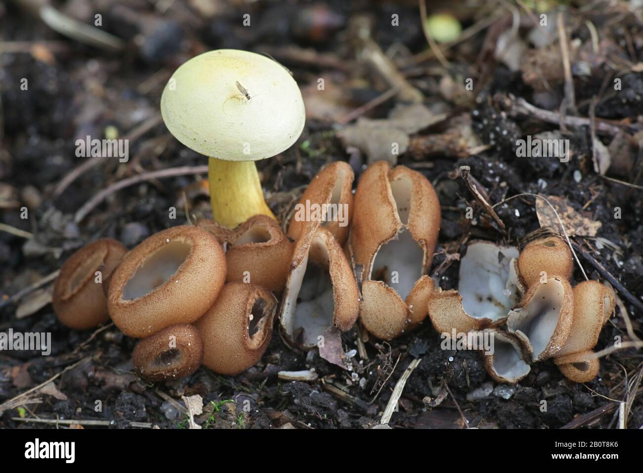 Sulphur knight, Tricholoma sulphureum,  surrounded by glazed cup fungi, Humaria hemisphaerica, wild mushrooms from Finland Stock Photo