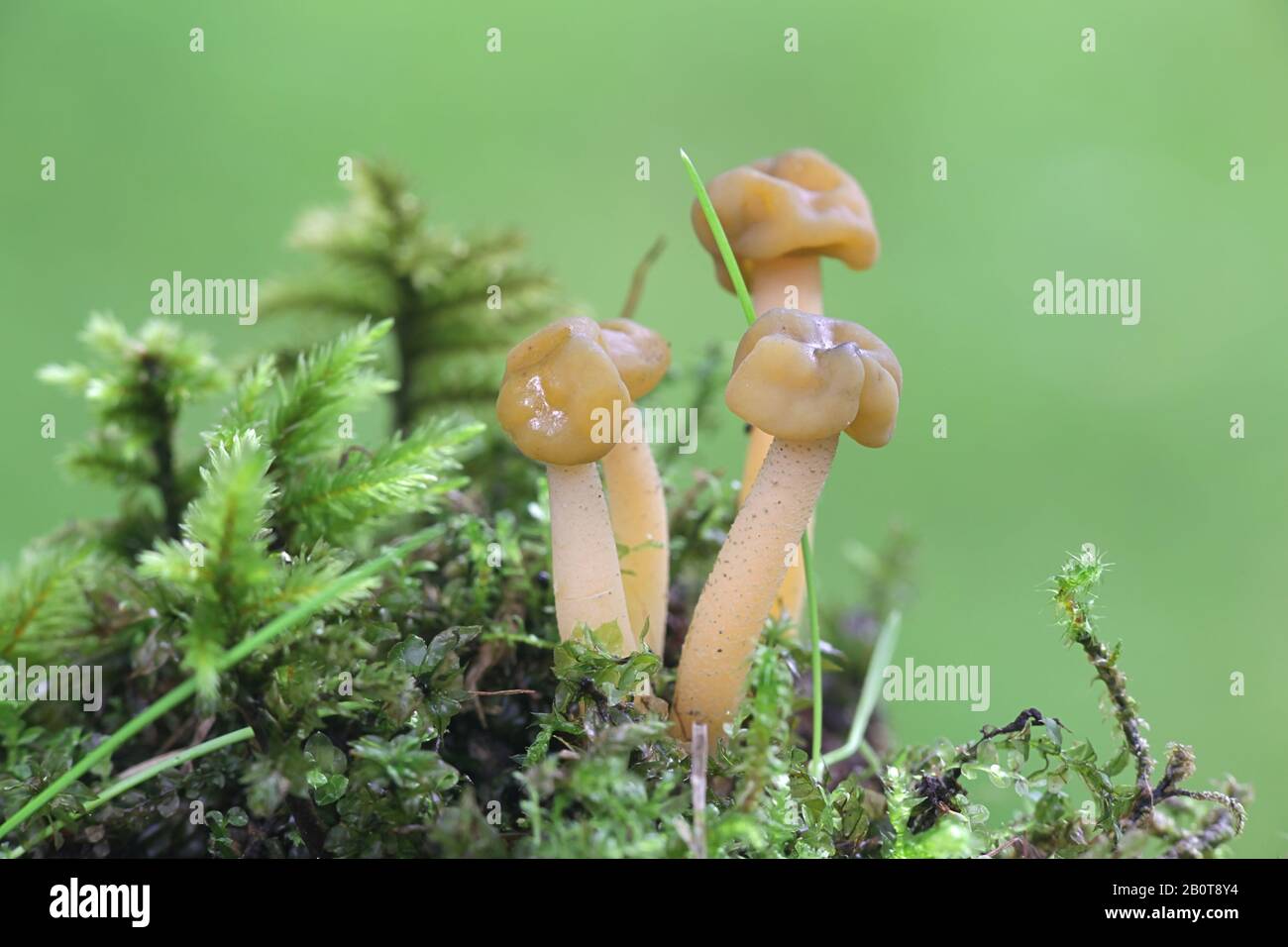 Leotia lubrica, commonly referred to as a jelly baby or jellybaby, wild