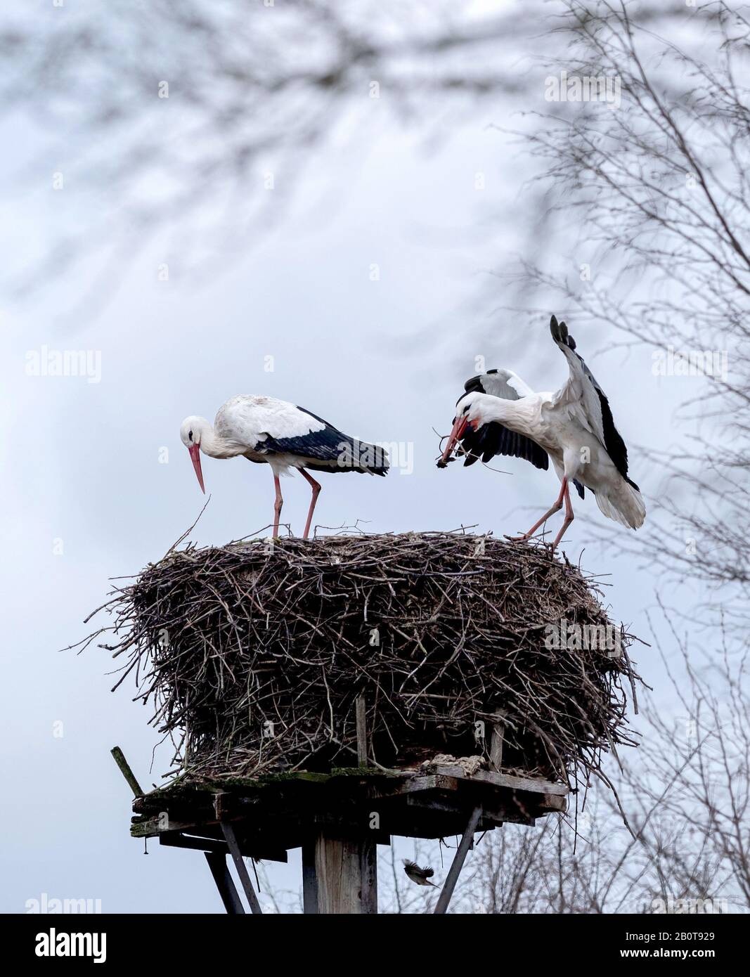 Leiferde, Germany. 21st Feb, 2020. Two storks can be seen on the eyrie at the Nabu Conservation Centre. The Nabu Conservation Centre presents the annual balance sheet for 2019. Credit: Peter Steffen/dpa/Alamy Live News Stock Photo