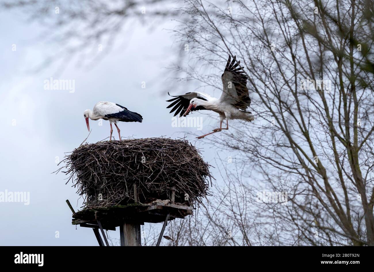 Leiferde, Germany. 21st Feb, 2020. Two storks can be seen on the eyrie at the Nabu Conservation Centre. The Nabu Conservation Centre presents the annual balance sheet for 2019. Credit: Peter Steffen/dpa/Alamy Live News Stock Photo