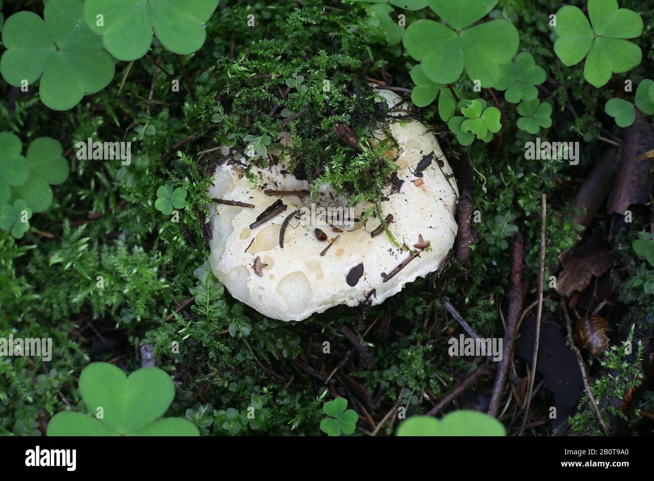 Russula delica, known as the milk-white brittlegill, wild mushroom from Finland Stock Photo